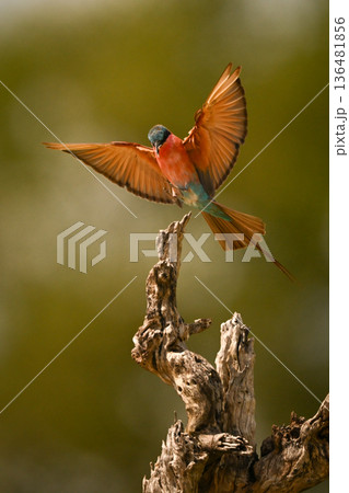 Carmine bee-eater flares wings approaching tree stump Carmine bee-eater flares wings approaching tree stump 136481856