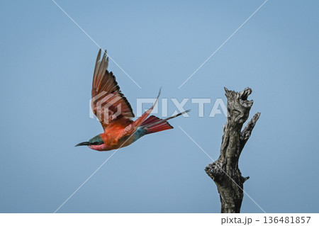 Carmine bee-eater flies away from dead stump Carmine bee-eater flies away from dead stump 136481857