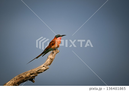 Carmine bee-eater on dead bough in profile 136481865