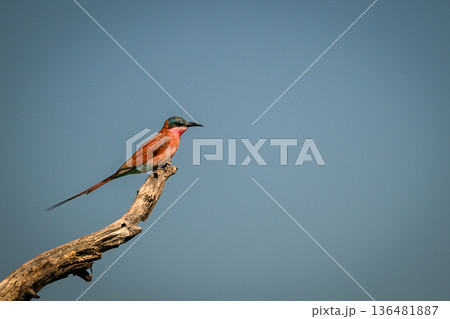 Carmine bee-eater with catchlight on dead branch Carmine bee-eater with catchlight on dead branch 136481887