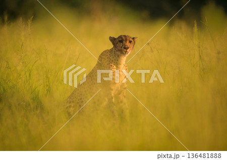 Cheetah sits in grass with blood-stained mouth Cheetah sits in grass with blood-stained mouth 136481888