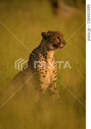Cheetah sits in tall grass with catchlight Cheetah sits in tall grass with catchlight 136481889