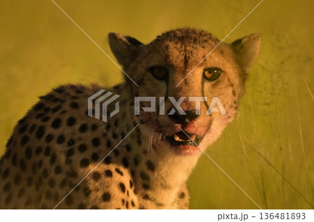 Close-up of cheetah sitting with blood-stained face Close-up of cheetah sitting with blood-stained face 136481893
