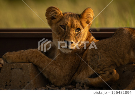 Close-up of lion cub lying across sleepers Close-up of lion cub lying across sleepers 136481894