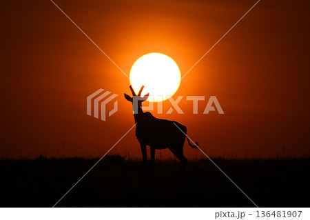 Topi stands silhouetted by sun on horizon 136481907