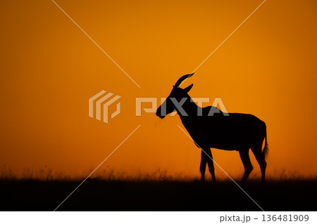 Topi stands silhouetted on horizon at dawn 136481909