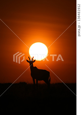 Topi stands silhouetted on horizon under sun 136481912