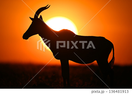 Topi stands silhouetted over sun on horizon 136481913