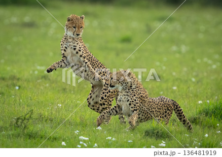 Two cheetah cubs play fight in savannah 136481919