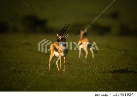 Two Thomson gazelles stand facing different ways 136481924