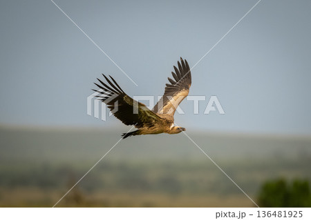 White-backed vulture flies under clear blue sky White-backed vulture flies under clear blue sky 136481925