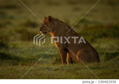 Young male lion sits on dewy grass Young male lion sits on dewy grass 136481930