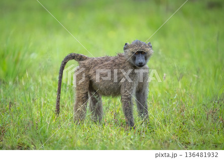 Young olive baboon on grass watches camera 136481932