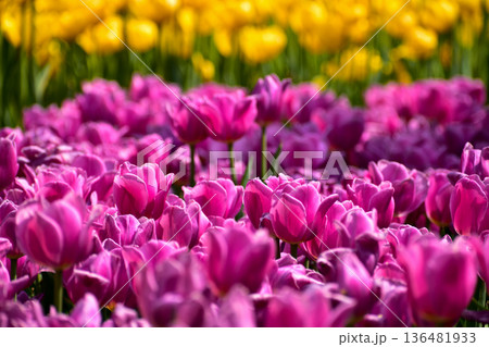 Close-up of purple tulips in the sea of tulips in daytime. Purple tulips in the garden with sunlight. Flower and plant. For background, nature and flower background. 136481933