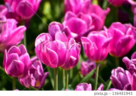 Close-up of purple tulips in the sea of tulips in daytime. Purple tulips in the garden with sunlight. Flower and plant. For background, nature and flower background. 136481943