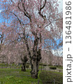 満開の桜 136481986