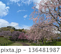 満開の桜 136481987
