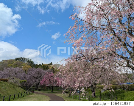 満開の桜 満開の桜 136481987