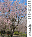 満開の桜 136481988