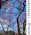 満開の桜 136481989