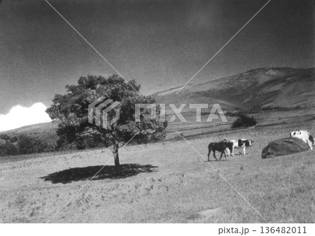 古写真　1953-1954年　長野県の菅平牧場 136482011