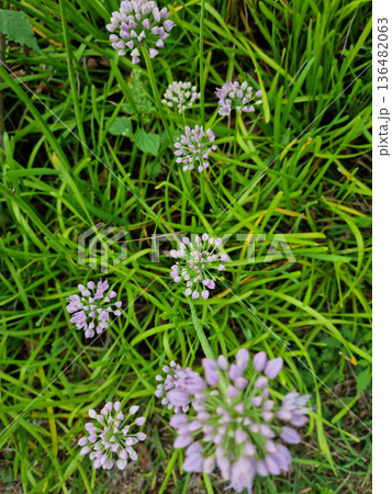 it is Chives with Flowers. it is Chives with Flowers. 136482063