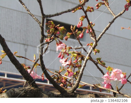 咲き始めた稲毛海岸駅前の河津桜 咲き始めた稲毛海岸駅前の河津桜 136482106