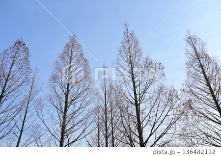 メタセコイア（ヒノキ科）の冬木立 136482112