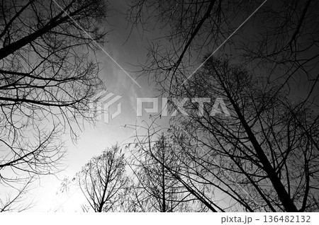 メタセコイア(ヒノキ科)の冬木立・モノクロイメージ メタセコイア(ヒノキ科)の冬木立・モノクロイメージ 136482132