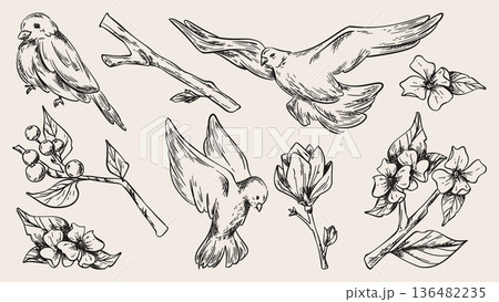 Sketch flying and perched birds, flowering branch Sketch flying and perched birds, flowering branch 136482235