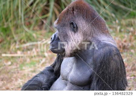 動物園にはゴリラのヘアーカットをする美容師はいるのだろうか 136482329