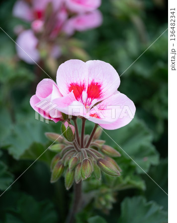 春の花壇のピンクのゼラニウム 春の花壇のピンクのゼラニウム 136482341
