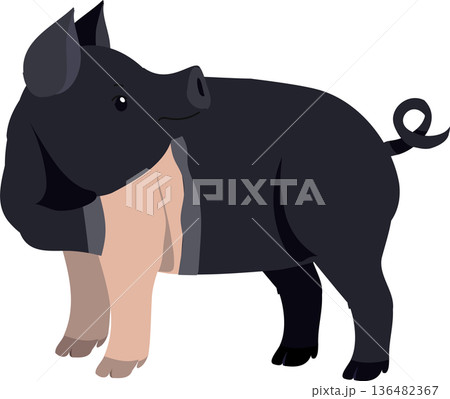 Hampshire Pig. a friendly farm animal 136482367