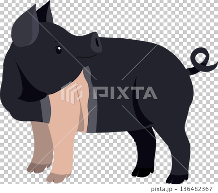 Hampshire Pig. a friendly farm animal 136482367