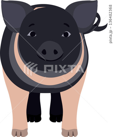 Cute Hampshire Piglet Farm Animal Flat Illustration 136482368