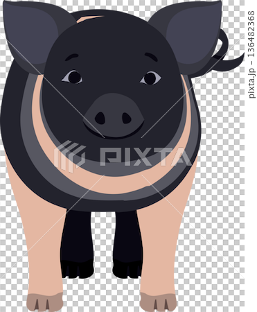 Cute Hampshire Piglet Farm Animal Flat Illustration 136482368