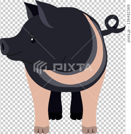 pig illustration hampshire breed farm livestock character flat design pig illustration hampshire breed farm livestock character flat design 136482369