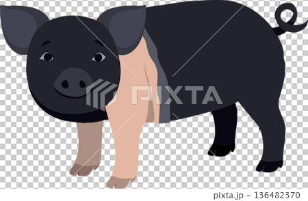 pig farm animal character hampshire breed flat design illustration for agriculture concept pig farm animal character hampshire breed flat design illustration for agriculture concept 136482370