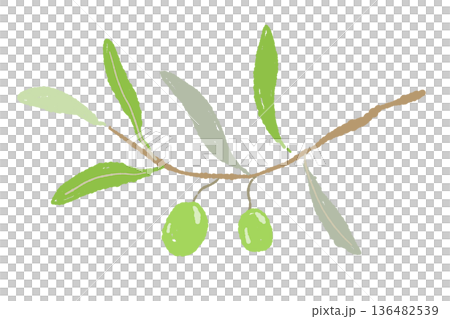 たわわに実ったグリーンオリーブの枝のイラスト 収穫前のイメージ素材 136482539