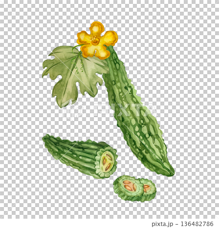 Bitter melon, Momordica charantia, with leaves, flowers, and sliced wedges. All objects are hand-painted in watercolor. Watercolor illustration on the theme of healthy eating and cooking. Bitter melon, Momordica charantia, with leaves, flowers, and sliced wedges. All objects are hand-painted in watercolor. Watercolor illustration on the theme of healthy eating and cooking. 136482786