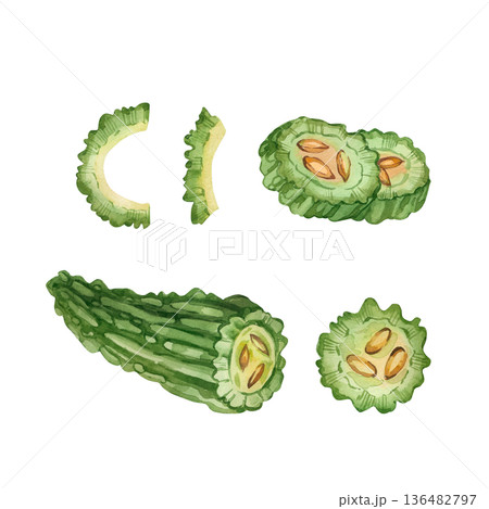 A set of watercolor illustrations of bitter melon and momordica on a white background. A healthy eating concept with a hand-drawn watercolor momordica plant for diet and nutrition, as well as menu. 136482797