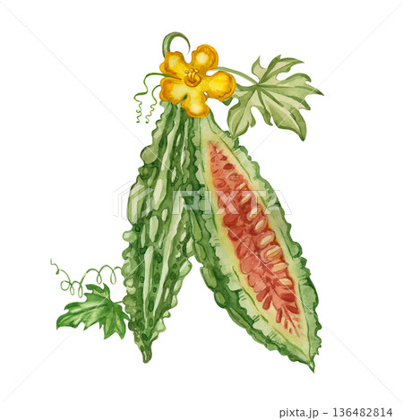 A halved momordica fruit, half a bitter melon with seeds. Hand-painted watercolor drawing of an Indian cucumber for food and medicinal herb design, packaging. 136482814