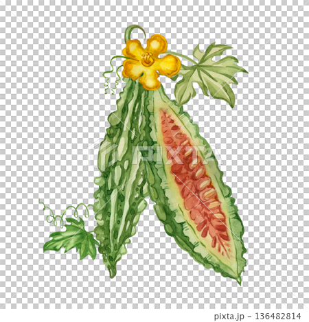 A halved momordica fruit, half a bitter melon with seeds. Hand-painted watercolor drawing of an Indian cucumber for food and medicinal herb design, packaging. 136482814