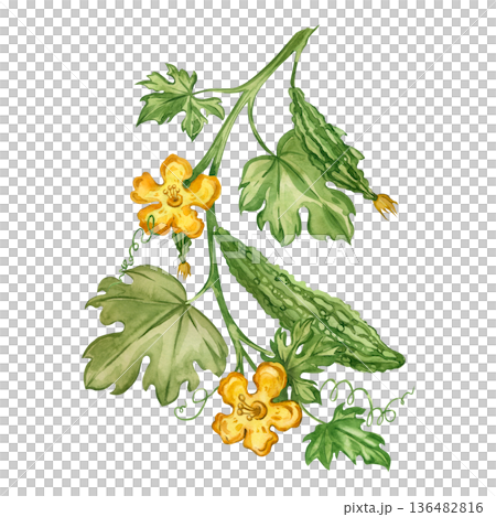 Watercolor illustration of the Momordica plant, an exotic fruit. A bitter melon vine with fruit, flowers, and leaves, hand-painted in watercolor. Concept for healthy eating and vegetarian cuisine. 136482816