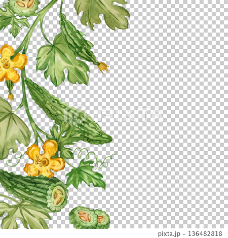 A hand-painted watercolor frame of bitter melon Momordica with leaves, flowers, and tendrils. An Indian cucumber for healthy eating and menu design. 136482818