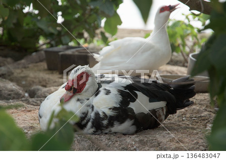 バリケン（Muscovy Duck） 136483047