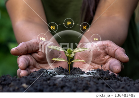 young sprout in hands young sprout in hands 136483488