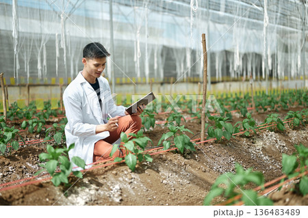 Male researchers using tablet in a Shishito Pepper greenhouse Male researchers using tablet in a Shishito Pepper greenhouse 136483489