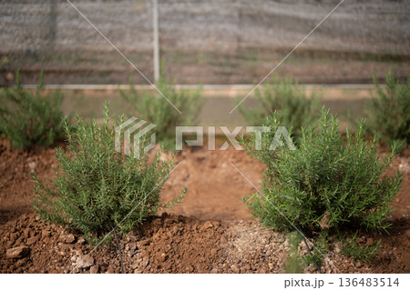 Lush rosemary plants growing in field with green house 136483514