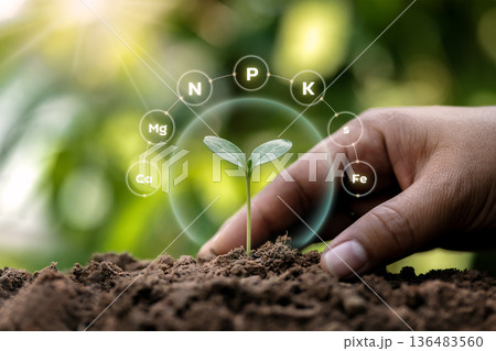 hand planting young tree in the morning hand planting young tree in the morning 136483560